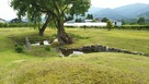 お庭の泉水と樹齢350年の柳の木…