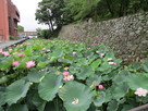 水堀に蓮の花