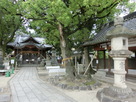 白山神社と楠