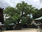 糸碕神社の楠