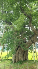 高瀬の大木（国指定天然記念物）…