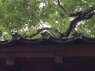 移築 太鼓門（寿栄神社神門）の瓦…