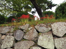 石垣と彼岸花