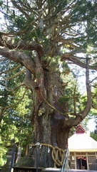 虫川の大杉（国指定天然記念物）…