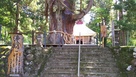 白山神社入口にある大杉…