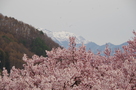 高遠桜と甲斐駒ヶ岳…