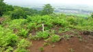 本丸跡下の空堀、土塁…