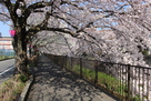 三沢川の桜のトンネル…