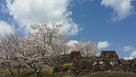 石垣跡と桜