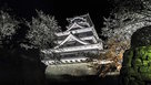 桜咲く夜の熊本城