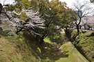 熊本城の桜（2015年）