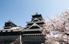 熊本城と桜（2015年）