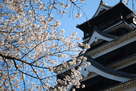 桜越しの熊本城