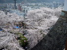 高石垣から望む満開の桜…