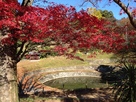 金山城の日の池と紅葉…