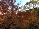 西の丸庭園の紅葉と和歌山城…