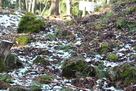 石と苔と残雪