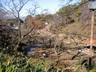 大倉山公園梅林から龍松院をみる…
