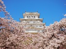 春の姫路城（桜と大天守）