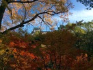西の丸庭園から見た和歌山城…