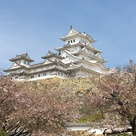 桜と白鷺城