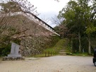 桜の宇和島城