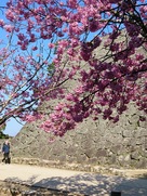 八重桜と石垣