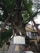 白山神社 大ケヤキ…