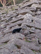 石垣を登る黒猫…