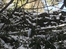 雪の石垣