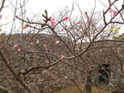 城門と早咲き桜（by２０１６年）…