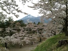 城址の桜越しに眺める磐梯山…