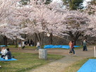 桜の咲いている帯曲輪の様子…