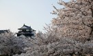 松山城天守、満開の桜…
