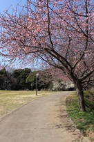 二郭の桜