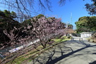 ロープウェイと早咲きの桜…