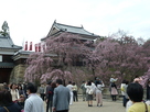 北櫓と桜