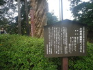 小田原城のイヌマキ…