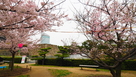 桜の咲く城址