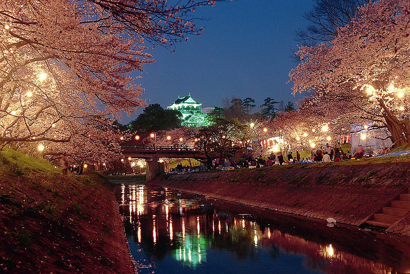 ライトアップされた岡崎城と夜桜