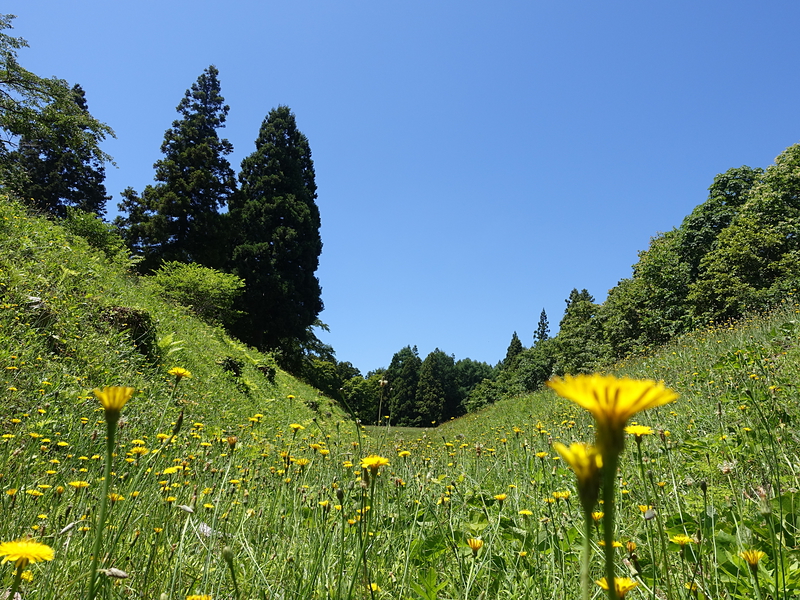 空堀の底のお花畑