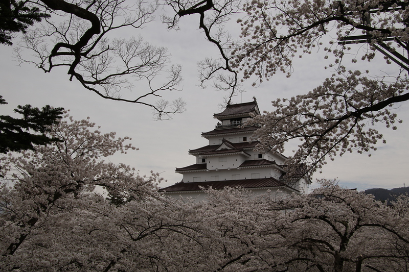 桜と会津若松城