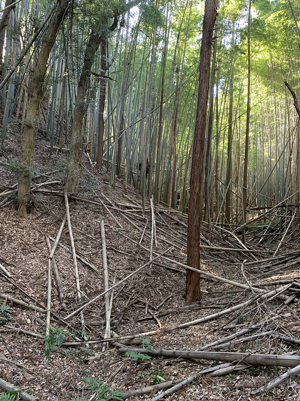 空堀。竹が多過ぎる。