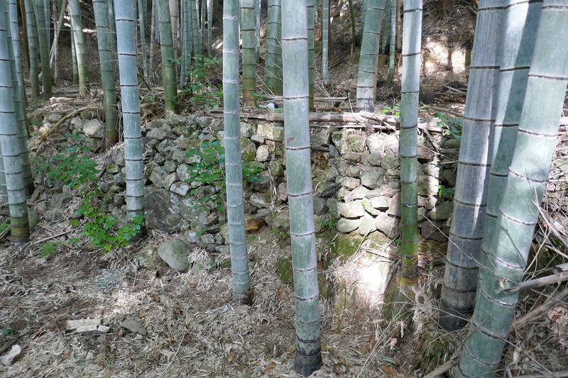 竹林に侵食された石積み