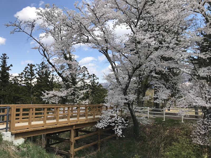 本郭にかかる橋と桜