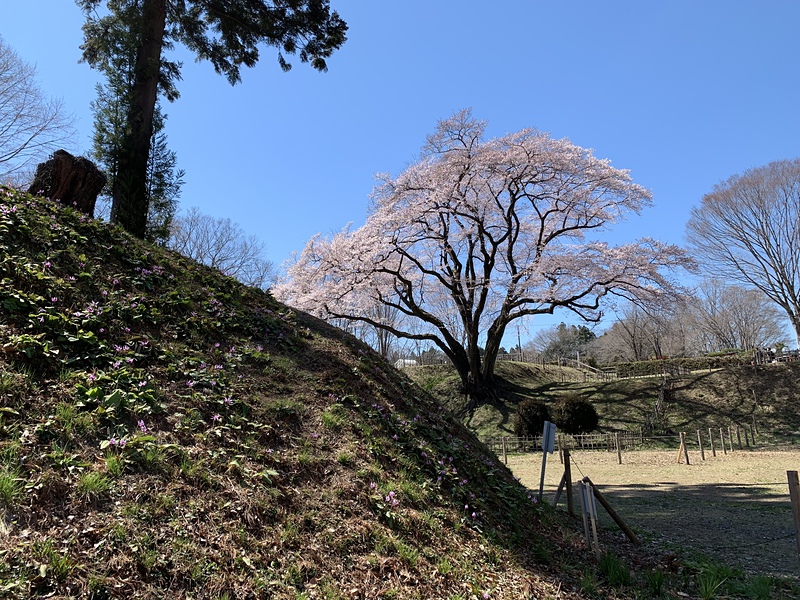 土塁に咲くカタクリの花と氏邦桜