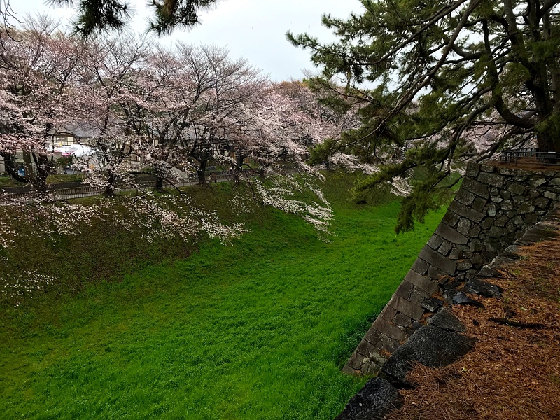 外堀と桜