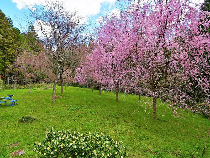 攻城団 大河内城の写真 馬場跡 春の風景