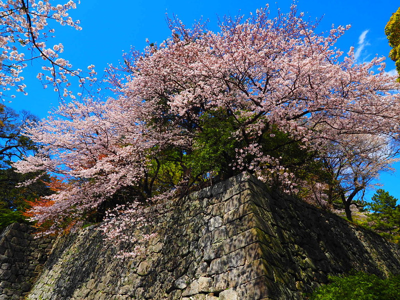 桜咲く巽櫓跡