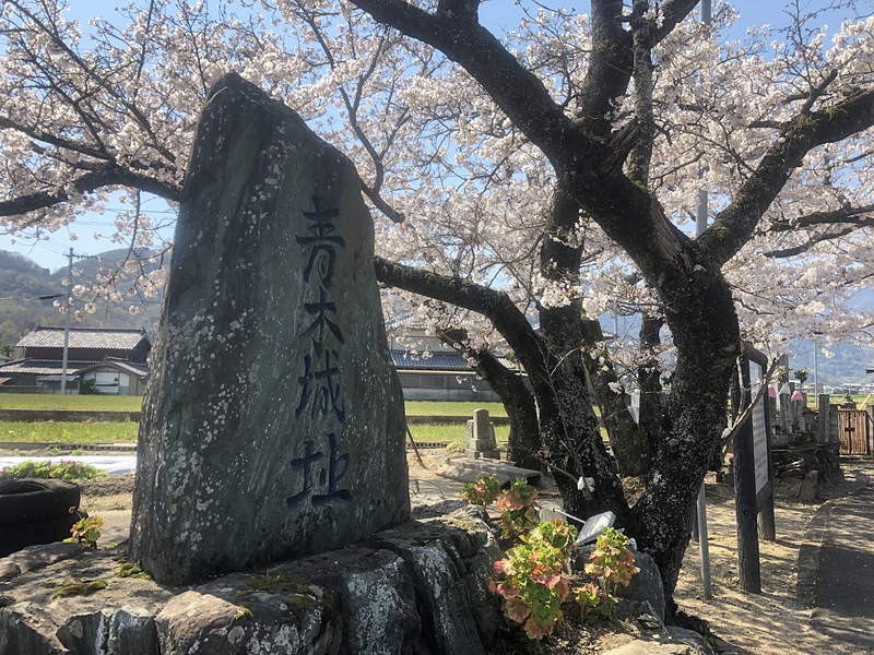 桜と石碑